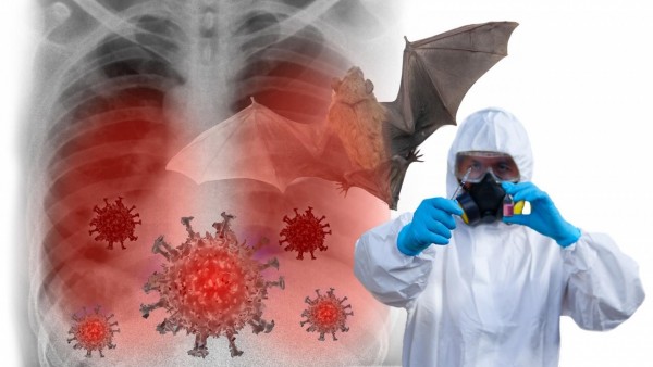 Phát hiện mới lý giải cách virus từ dơi lây sang người