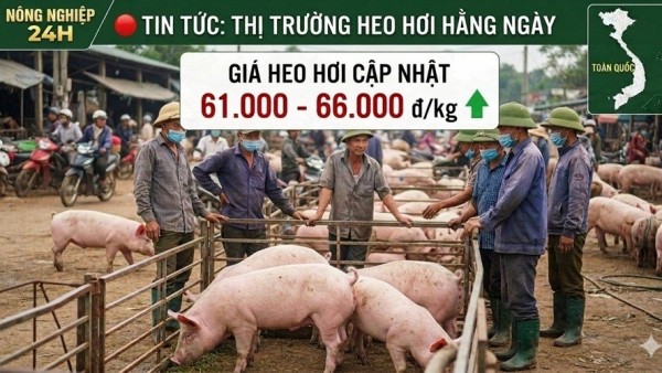 Giá heo hơi hôm nay 11/7: Ổn định trên cả 3 miền, giao dịch trong khoảng 61.000 - 66.000 đồng/kg