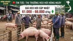 Giá heo hơi hôm nay 11/7: Ổn định trên cả 3 miền, giao dịch trong khoảng 61.000 - 66.000 đồng/kg