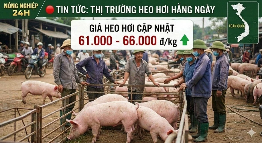 Giá heo hơi hôm nay 11/7: Ổn định trên cả 3 miền, giao dịch trong khoảng 61.000 - 66.000 đồng/kg