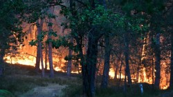 Rừng Fontainebleau chìm trong biển lửa, chính quyền địa phương huy động lực lượng chưa từng có