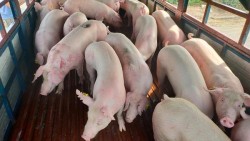 Giá heo hơi hôm nay 15/7: Miền Bắc và miền Trung đồng loạt giữ giá đi ngang, vùng giá dao động từ 62.000 - 67.000 đồng/kg