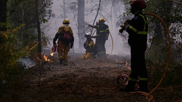 Pháp phát động chiến dịch trồng lại rừng Fontainebleau sau hỏa hoạn