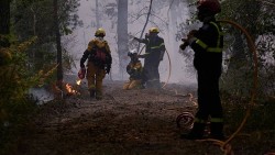 Pháp phát động chiến dịch trồng lại rừng Fontainebleau sau hỏa hoạn