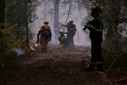 Pháp phát động chiến dịch trồng lại rừng Fontainebleau sau hỏa hoạn