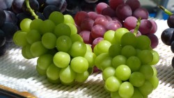 Nhật Bản khẩn cấp tăng cường 'lá chắn' pháp lý cho các giống cây quý vì một lý do