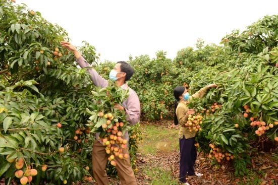 thu hoạch vải thiều lục Ngạn