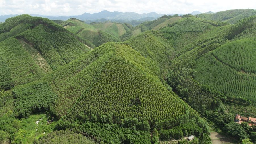 Rừng kinh tế tại xã Đông Sơn (Yên thế)