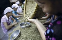 Nông nghiệp Việt trước ngưỡng cửa FTA