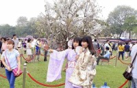 nhung le hoi hoa anh dao an tuong tren the gioi