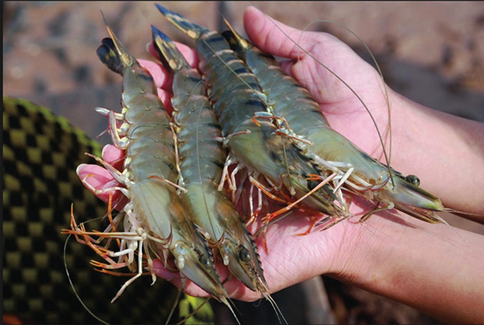 Tạo sức mạnh cạnh tranh cho con tôm Việt Tạo sức mạnh cạnh tranh cho con tôm Việt