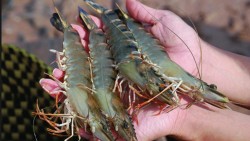 Thị trường xuất khẩu ngày 12-14/9: Gỗ Việt 'thẳng tiến' đến EU, giá xăng giảm, dệt may 'le lói' tăng trưởng