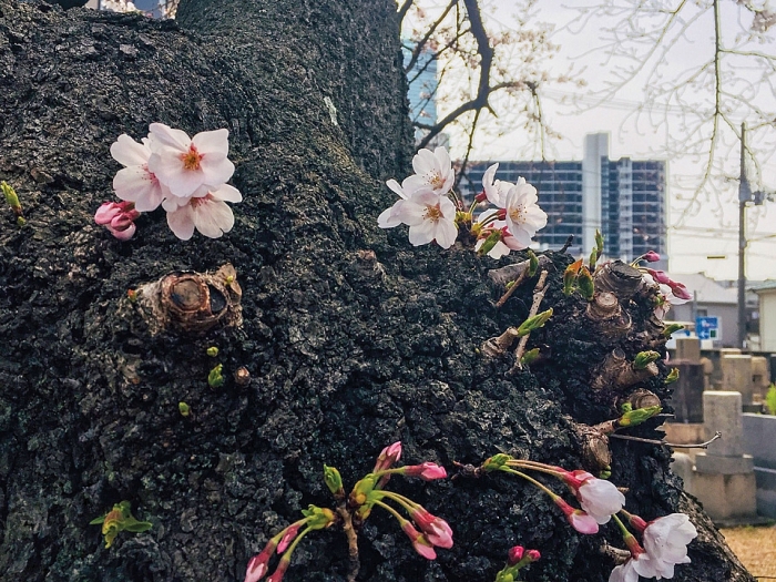 Thăm Kyoto mùa hoa anh đào nở tham kyoto mua hoa anh dao no