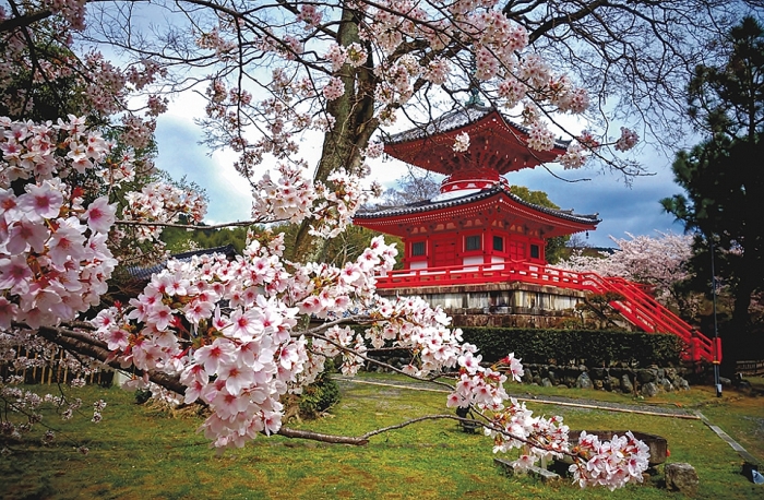 Thăm Kyoto mùa hoa anh đào nở tham kyoto mua hoa anh dao no