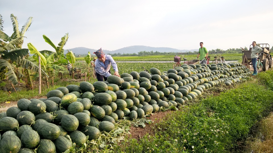 khong the mai giai cuu