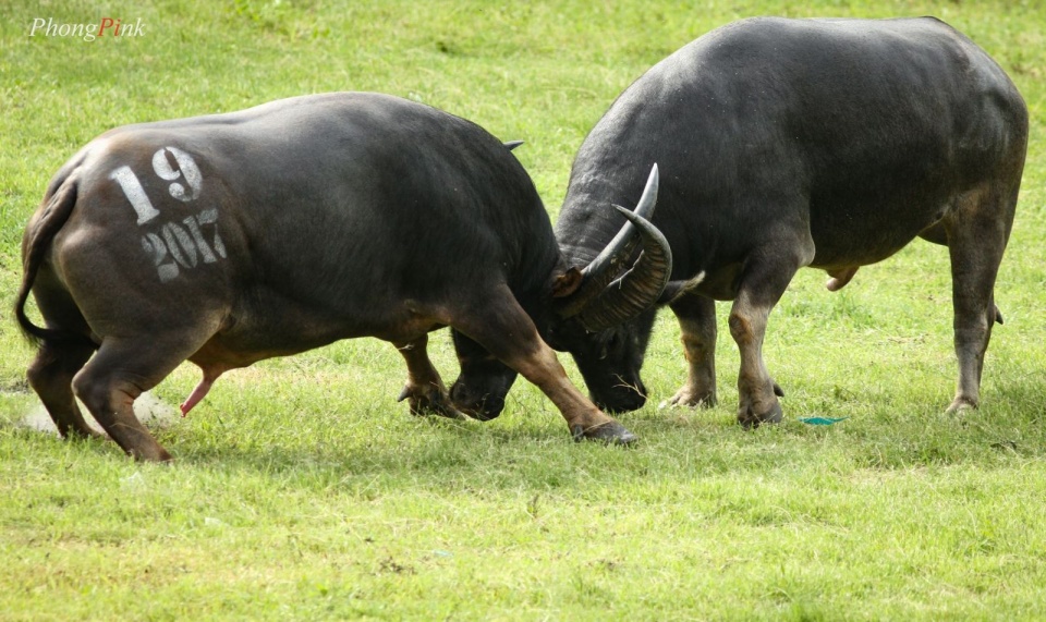 Đưa lễ hội chọi trâu Đồ Sơn về đúng giá trị gốc nghien cuu dua le hoi choi trau do son ve dung gia tri goc