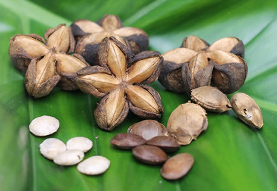 Gieo cây sachi, chắp cánh ước mơ gieo cay sachi chap canh uoc mo