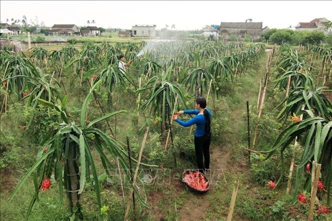 Mô hình trồng Thanh long ruột đỏ của hộ nông dân Nguyễn Văn Thanh, xóm 7, xã Yên Lộc, huyện Kim Sơn được Hội Nông dân tỉnh Ninh Bình chuyển giao khoa học kỹ thuật và hỗ trợ vốn sản xuất đã phát huy hiệu quả, mỗi năm cho thu nhập hơn 200 triệu đồng. (Ảnh: Vũ Sinh)
