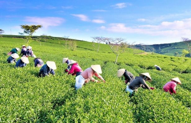 xuat khau nong san trong cptpp canh tranh la dong luc doi moi