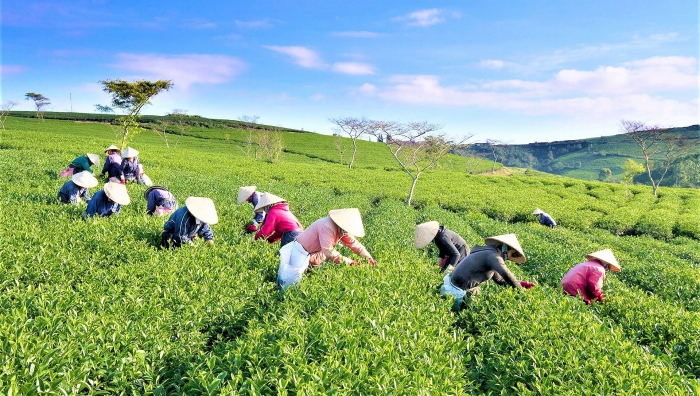 xuat khau nong san trong cptpp canh tranh la dong luc doi moi