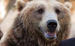 Nga: Lần đầu tiên phát hiện xác gấu hang động được bảo quản hoàn hảo sau 39.000 năm