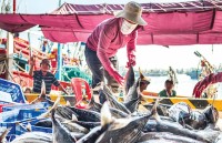 “Thẻ vàng” và nỗ lực của ngành thủy sản