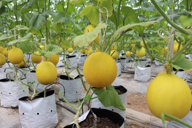 Mô hình sản xuất dưa vàng công nghệ cao tại xã Yên Lâm, huyện Yên Định.