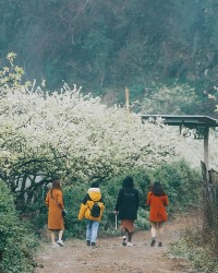 Đến Mộc Châu, ngắm thiên đường hoa mận trắng