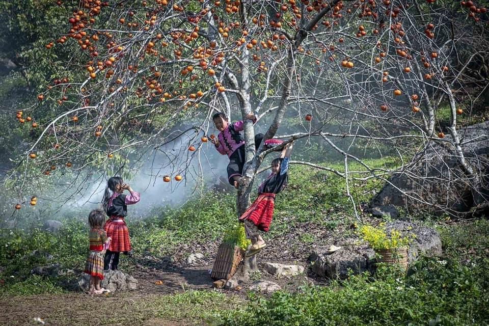 Đến Mộc Châu, ngắm 'thiên đường' hoa mận trắng