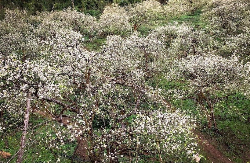 Đến Mộc Châu, ngắm 'thiên đường' hoa mận trắng