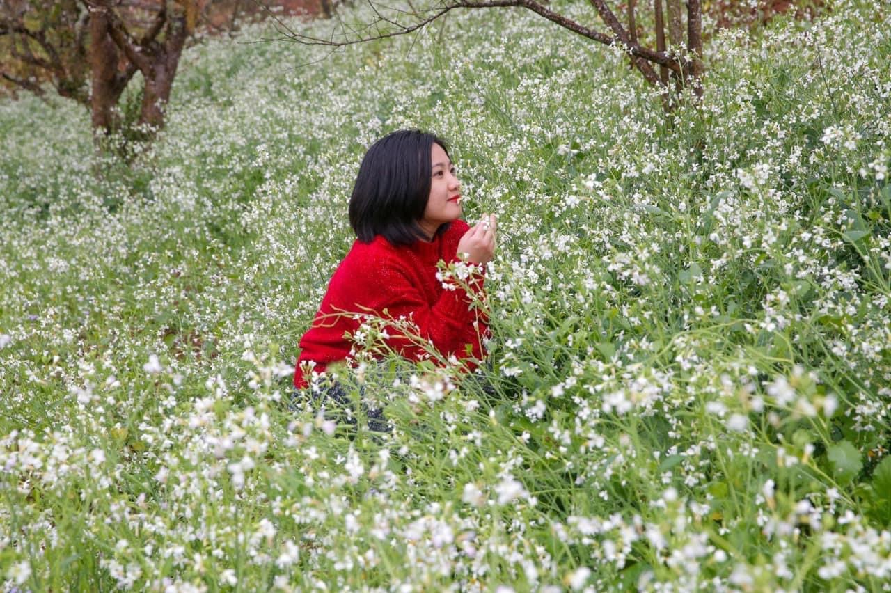 Đến Mộc Châu, ngắm 'thiên đường' hoa mận trắng