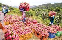 Dịch bệnh virus corona: Cơ quan đại diện, doanh nghiệp Hàn Quốc chung tay giải cứu hoa quả Việt