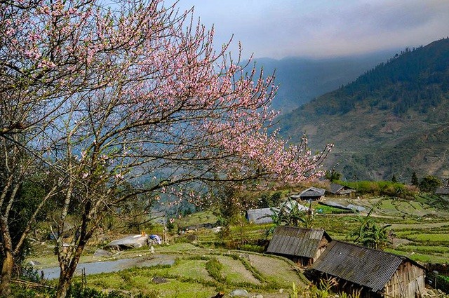 Du lịch Sa Pa, ngắm hoa đào núi khoe sắc hồng nở rộ