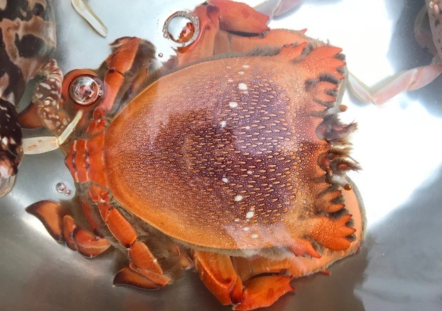 Cua huỳnh đế được mệnh danh là 'vua' của các loài cua Cua huỳnh đế được mệnh danh là 'vua' của các loài cua