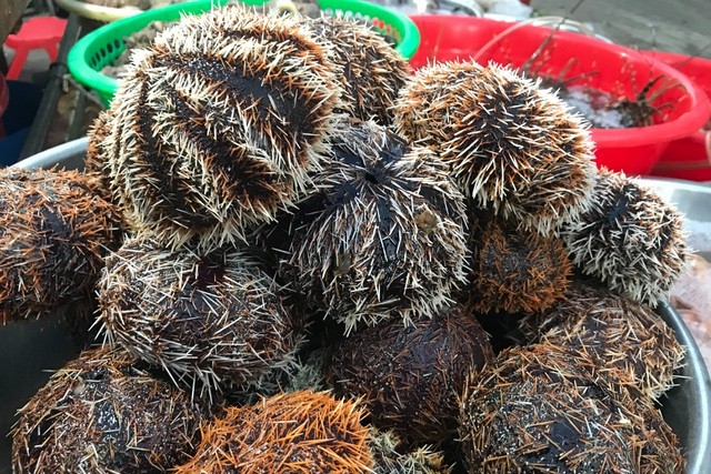 Con nhum được ví như Thưởng thức đặc sản 'đắt xắt ra miếng' khi du lịch đảo Lý Sơn