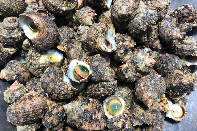 Ốc cừ có còn có tên gọi là ốc mặt trăng, ốc xà cừ. (Nguồn: Dân trí) Ốc cừ có còn có tên gọi là ốc mặt trăng, ốc xà cừ. (Nguồn: Dân trí)