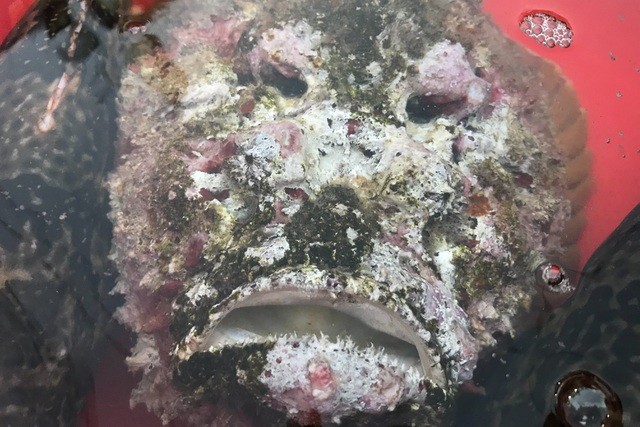 Cá mặt quỷ với vẻ bề ngoài nhìn rất đáng sợ nhưng hương vị lại thơm ngon khó cưỡng. (Nguồn: Dân trí) Cá mặt quỷ với vẻ bề ngoài nhìn rất đáng sợ nhưng hương vị lại thơm ngon khó cưỡng. (Nguồn: Dân trí)