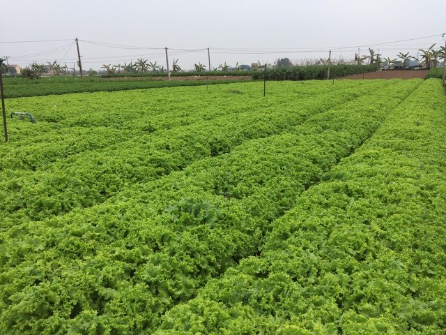 Rau xanh tại xã Cẩm Văn (Cẩm Giàng, Hải Dương) đã đến vụ thu hoạch nhưng không bán được.