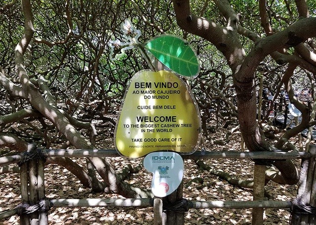 Kỷ lục Guiness: Kỳ lạ cây đào lộn hột lớn nhất thế giới, to gấp đôi sân bóng đá Kỷ lục Guinness: Kỳ lạ cây đào lộn hột lớn nhất thế giới, to gấp đôi sân bóng đá