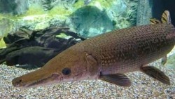 11 người nghi ngộ độc sau khi ăn cá sấu hỏa tiễn ở Thanh Hóa