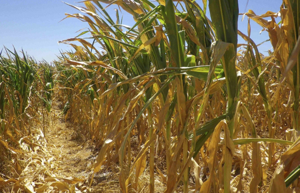 argentina du kien thu ve 24 ty usd tu xuat khau nong san