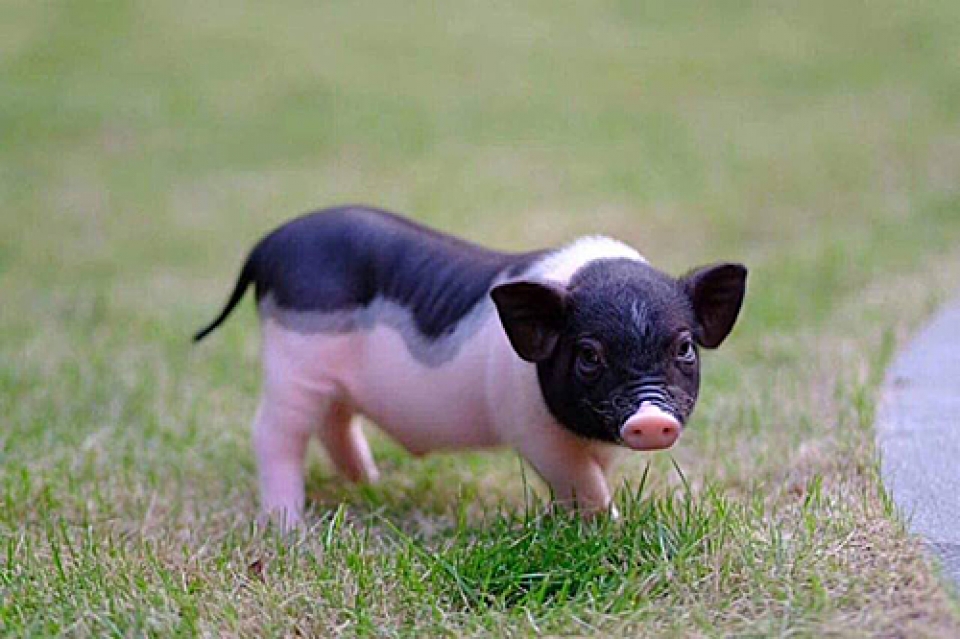 tang cuong kiem soat buon ban van chuyen lon canh bat hop phap