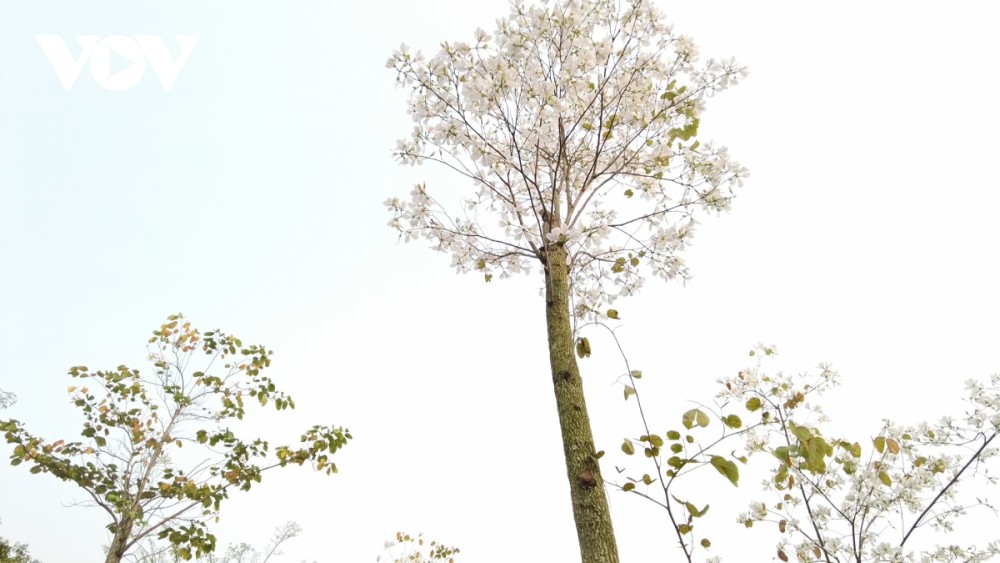 Lên Sơn La thưởng thức món ăn hấp dẫn từ hoa ban