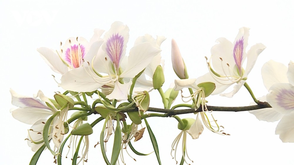 Lên Sơn La thưởng thức món ăn hấp dẫn từ hoa ban