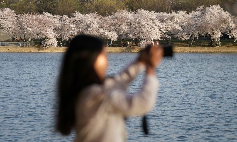 Cảnh sắc hoa anh đào nở rộ ở thủ đô Washington D.C, Mỹ