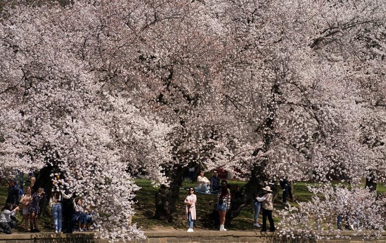 Cảnh sắc hoa anh đào nở rộ ở thủ đô Washington D.C, Mỹ