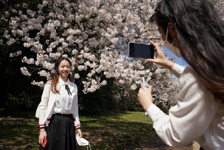 Cảnh sắc hoa anh đào nở rộ ở thủ đô Washington D.C, Mỹ