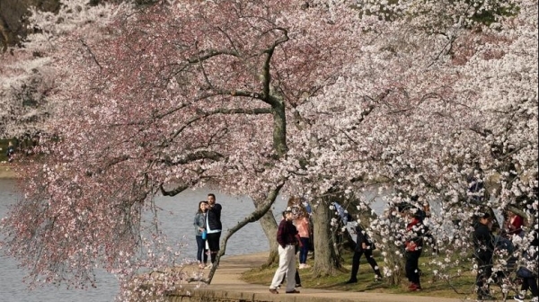 Scenery of cherry blossoms in full bloom in Washington DC, USA