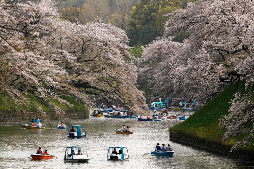 Đắm chìm trong mùa hoa anh đào nở rộ tại Nhật Bản