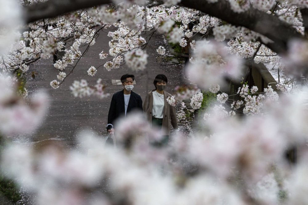 Đắm chìm trong mùa hoa anh đào nở rộ tại Nhật Bản